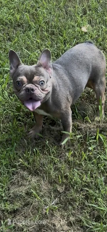 AKC registered Asher   – French Bulldog puppy for sale in Burlington, NC
