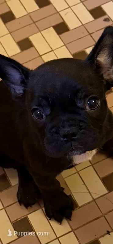 Olivia – French Bulldog puppy for sale in Burlington, NC