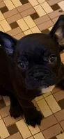Olivia, a female French Bulldog for sale in Burlington, NC – 1 of 3