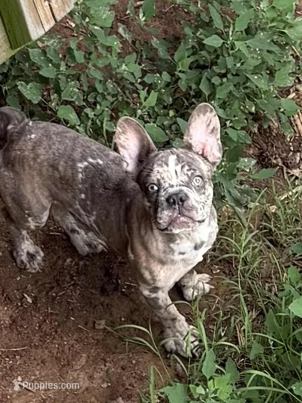 Champagne Line AKC pet Thunder  – French Bulldog puppy for sale in Burlington, NC