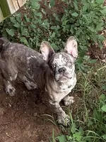 Champagne Line AKC pet Thunder , a male French Bulldog for sale in Burlington, NC – 1 of 6