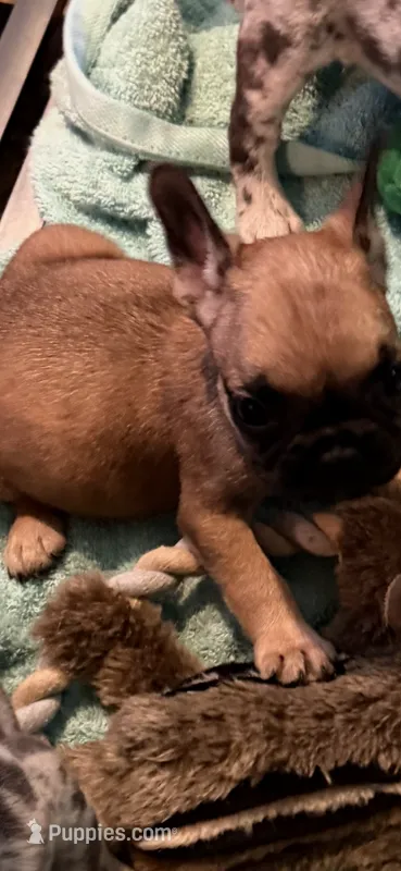 Brownie  – French Bulldog puppy for sale in Burlington, NC