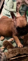 Brownie , a male French Bulldog for sale in Burlington, NC – 1 of 1