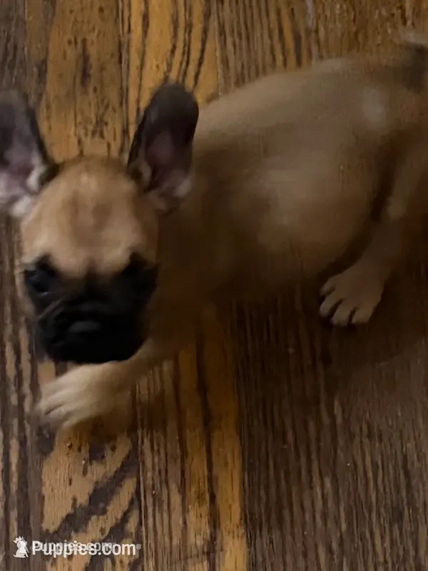 Brownie  – French Bulldog puppy for sale in Burlington, NC