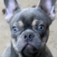 Asher, a male French Bulldog for sale in Burlington, NC – Photo 1 of 7