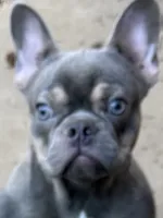 Asher, a male French Bulldog for sale in Burlington, NC – Photo 1 of 7