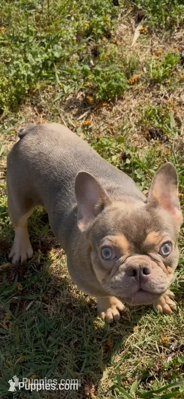 AKC registered Asher   – French Bulldog puppy for sale in Burlington, NC
