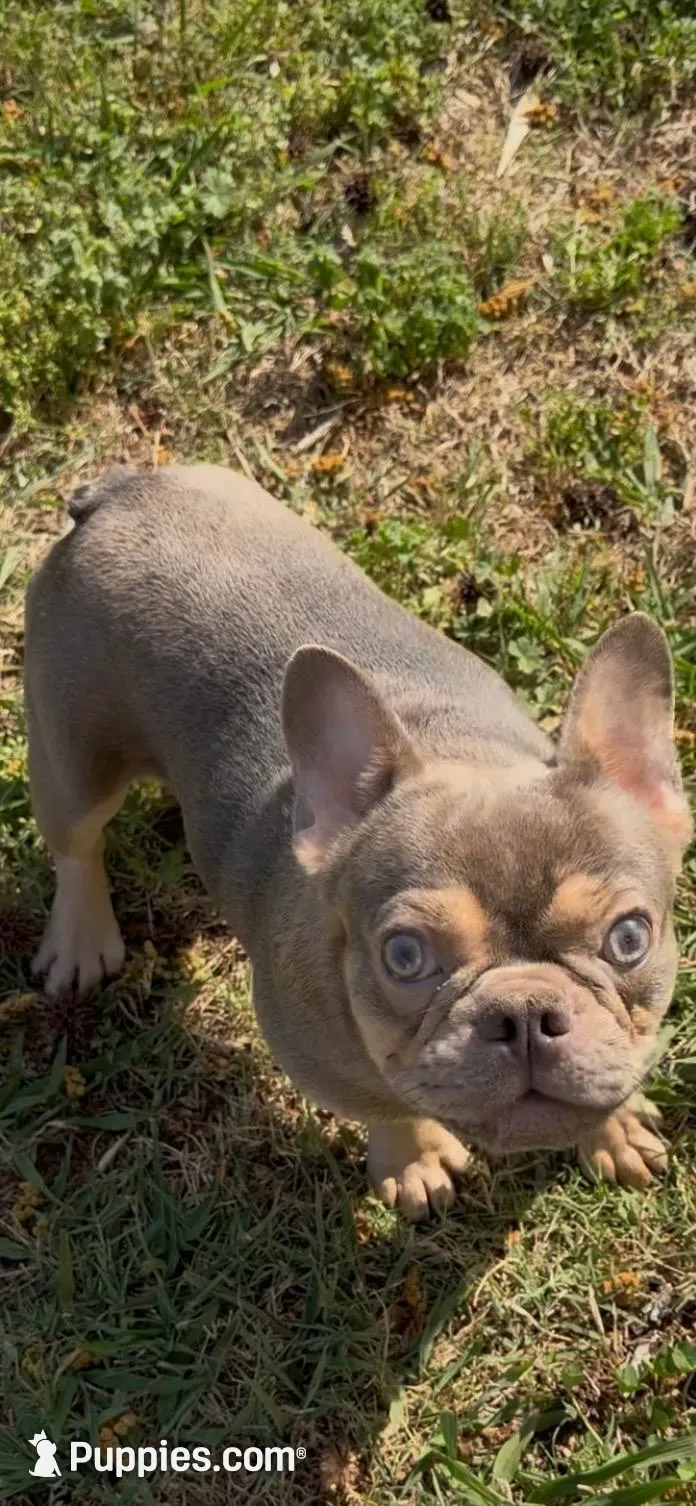 AKC registered Asher  , a male French Bulldog for sale in Burlington, NC – 2 of 7