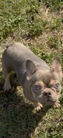 AKC registered Asher, a male French Bulldog for sale in Burlington, NC – Photo 6 of 7