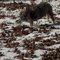 Asher, a male French Bulldog for sale in Burlington, NC – Photo 6 of 7