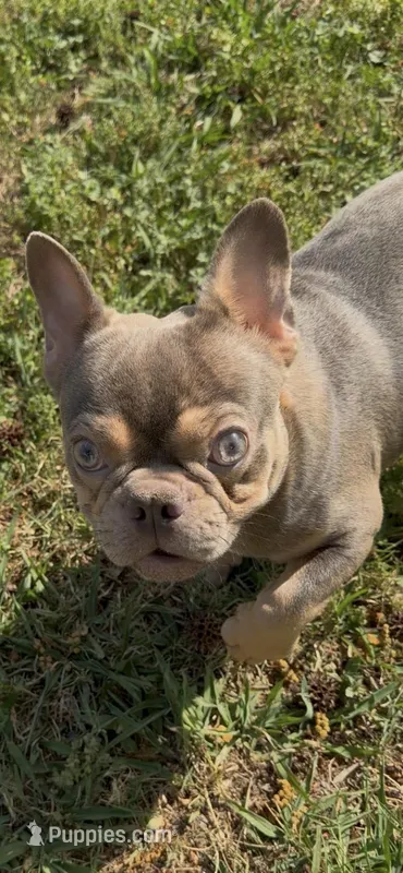 Asher – French Bulldog puppy for sale in Burlington, NC