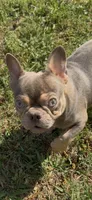 AKC registered Asher, a male French Bulldog for sale in Burlington, NC – Photo 1 of 7