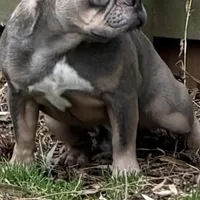 Asher, a male French Bulldog for sale in Burlington, NC – Photo 4 of 7