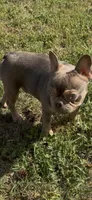 AKC registered Asher, a male French Bulldog for sale in Burlington, NC – Photo 7 of 7