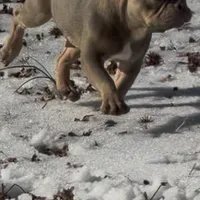 Asher, a male French Bulldog for sale in Burlington, NC – Photo 3 of 7