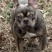 Asher, a male French Bulldog for sale in Burlington, NC – Photo 7 of 7