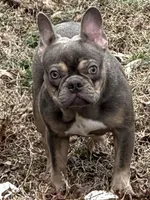 Asher, a male French Bulldog for sale in Burlington, NC – Photo 7 of 7