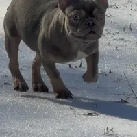 Asher, a male French Bulldog for sale in Burlington, NC – Photo 2 of 7