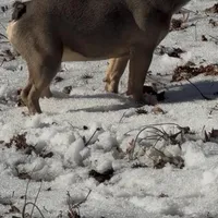 Asher, a male French Bulldog for sale in Burlington, NC – Photo 5 of 7