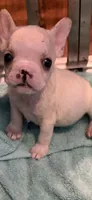 Jonathan, a male French Bulldog for sale in Burlington, NC – 3 of 6