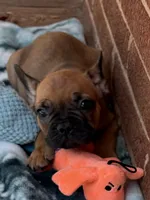 Brownie , a male French Bulldog for sale in Burlington, NC – 5 of 8