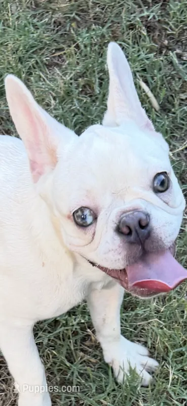 IJ – French Bulldog puppy for sale in Burlington, NC