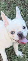 IJ, a female French Bulldog for sale in Burlington, NC – 1 of 3