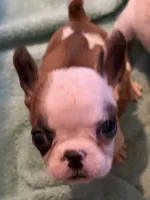 Martha, a female French Bulldog for sale in Burlington, NC – 4 of 4