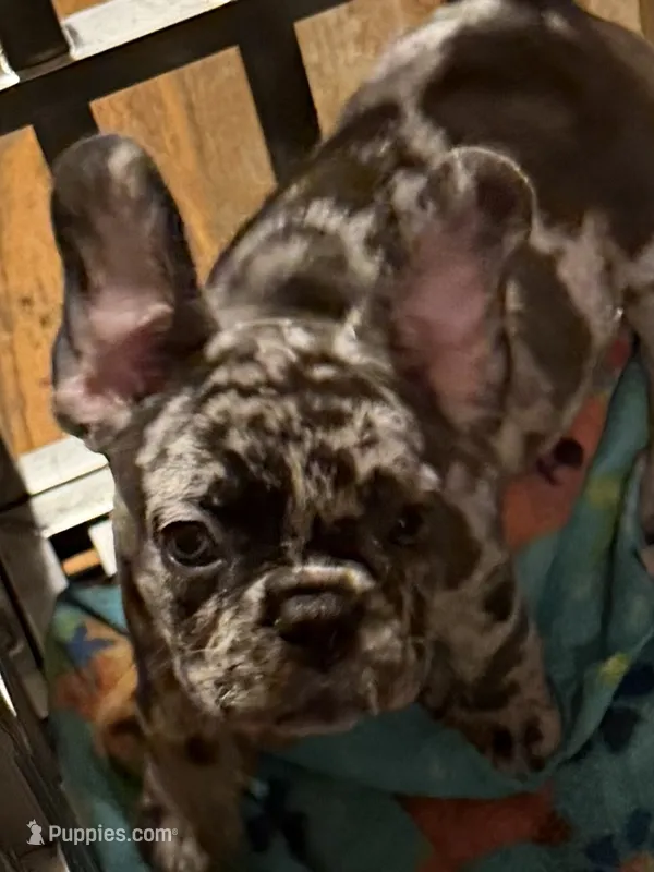 February  – French Bulldog puppy for sale in Burlington, NC