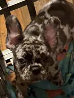 February , a female French Bulldog for sale in Burlington, NC – 8 of 9