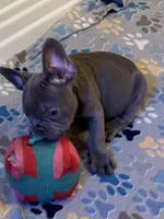 AKC pet Dunken, a male French Bulldog for sale in Burlington, NC – Photo 5 of 5