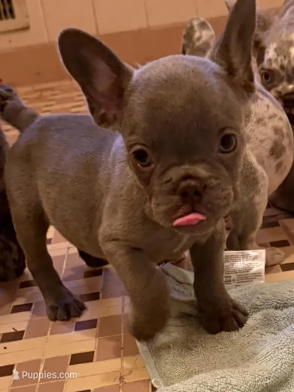 Dunken – French Bulldog puppy for sale in Burlington, NC