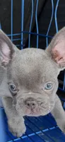 AKC pet Dunken, a male French Bulldog for sale in Burlington, NC – Photo 3 of 5