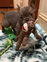 AKC pet Dunken, a male French Bulldog for sale in Burlington, NC – Photo 2 of 5