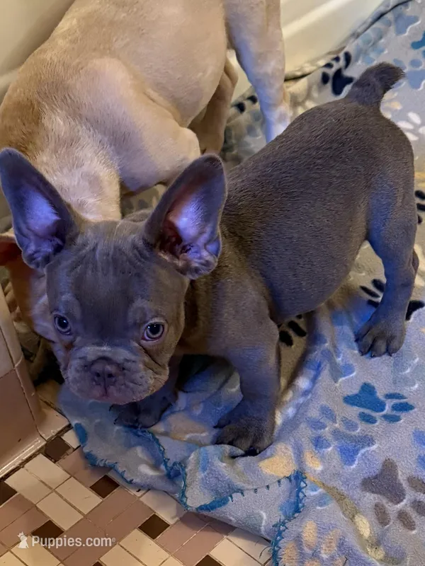 Dunken – French Bulldog puppy for sale in Burlington, NC