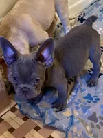 AKC pet Dunken, a male French Bulldog for sale in Burlington, NC – Photo 1 of 5