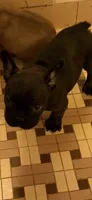 Olivia, a female French Bulldog for sale in Burlington, NC – 2 of 3