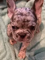 January , a male French Bulldog for sale in Burlington, NC – 3 of 3