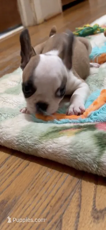 Make-up Expert Martha – French Bulldog puppy for sale in Burlington, NC