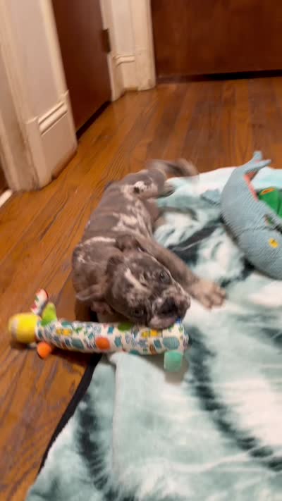 Champagne Line AKC pet Thunder , a male French Bulldog for sale in Burlington, NC – 5 of 5