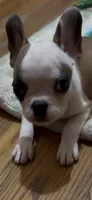 Make-up Expert Martha, a female French Bulldog for sale in Burlington, NC – 6 of 8
