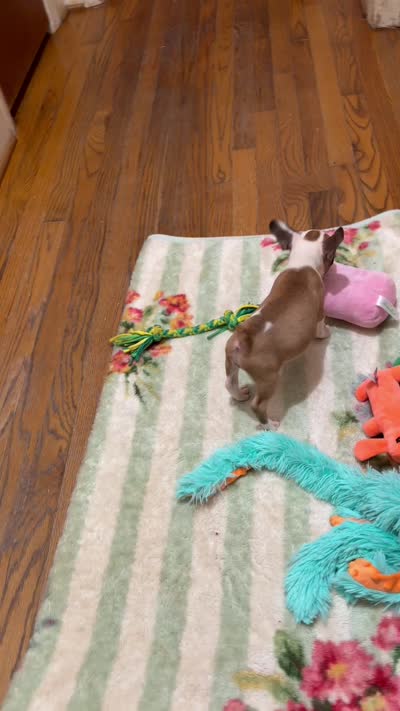 Make-up Expert Martha, a female French Bulldog for sale in Burlington, NC – 7 of 8