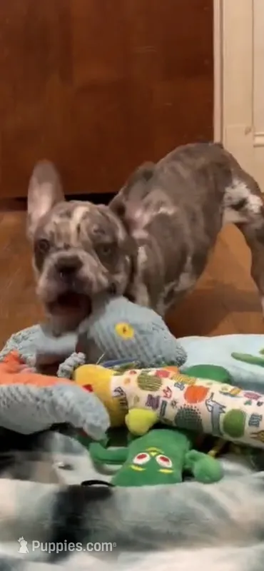 Champagne Line AKC pet Thunder  – French Bulldog puppy for sale in Burlington, NC