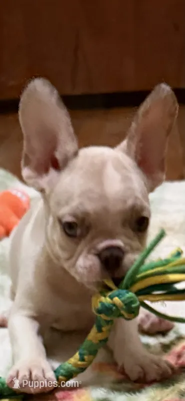 AKC Ronaldo – French Bulldog puppy for sale in Burlington, NC