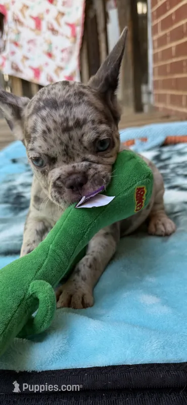 January  – French Bulldog puppy for sale in Burlington, NC