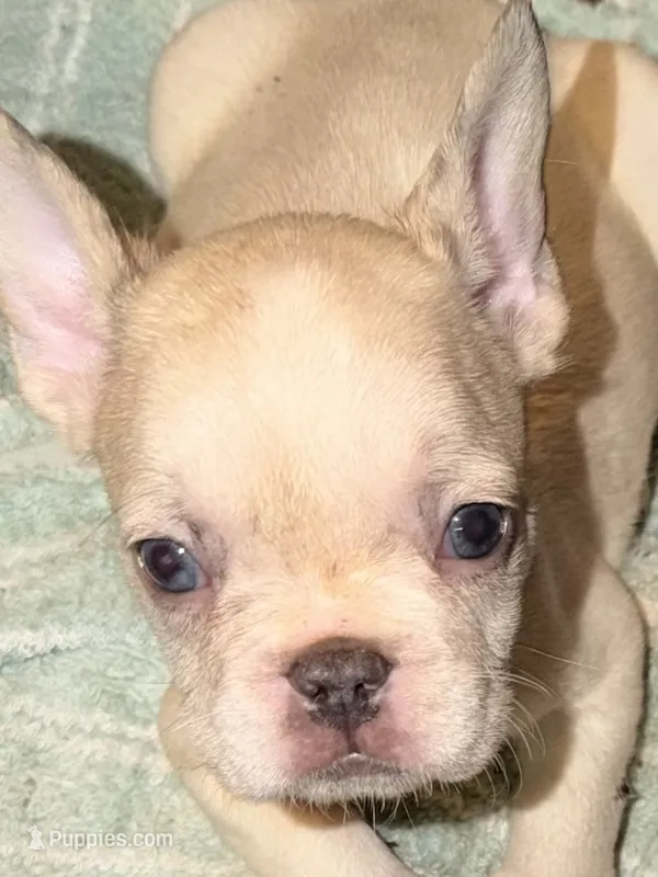 Ronaldo  – French Bulldog puppy for sale in Burlington, NC