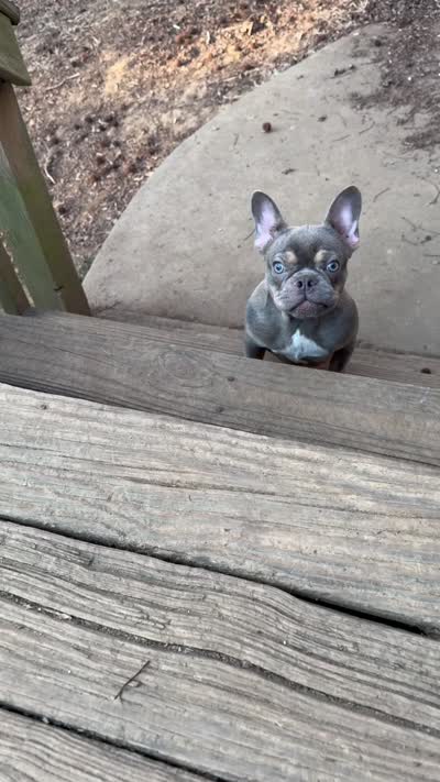 AKC registered Asher  , a male French Bulldog for sale in Burlington, NC – 9 of 10