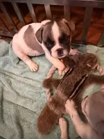 Eden, a male French Bulldog for sale in Burlington, NC – 2 of 2