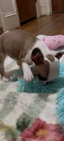 Make-up Expert Martha, a female French Bulldog for sale in Burlington, NC – 5 of 8