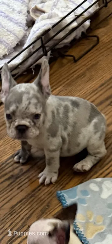 Paulina – French Bulldog puppy for sale in Burlington, NC